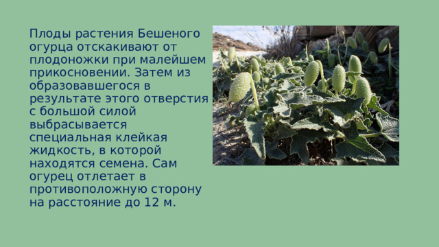 Плоды растения Бешеного огурца отскакивают от плодоножки при малейшем прикосновении. Затем из образовавшегося в результате этого отверстия с большой силой выбрасывается специальная клейкая жидкость, в которой находятся семена. Сам огурец отлетает в противоположную сторону на расстояние до 12 м. 