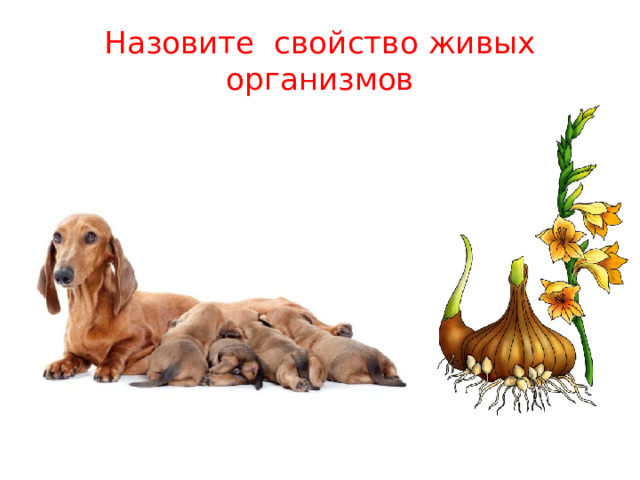 Назовите свойство живых организмов 