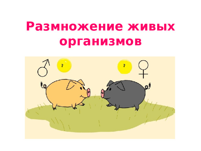 Размножение живых организмов 