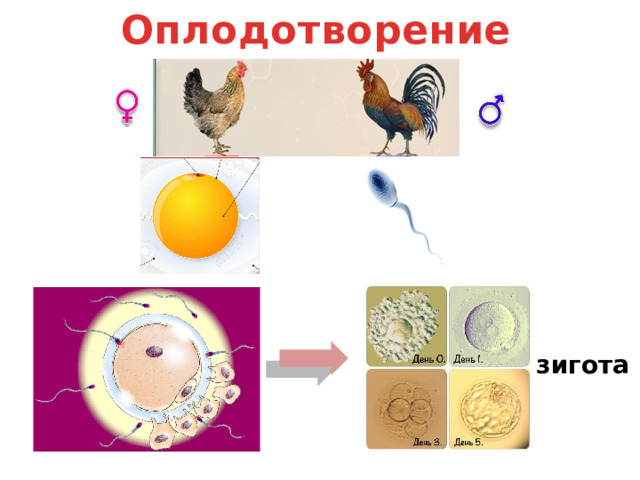 Оплодотворение зигота 