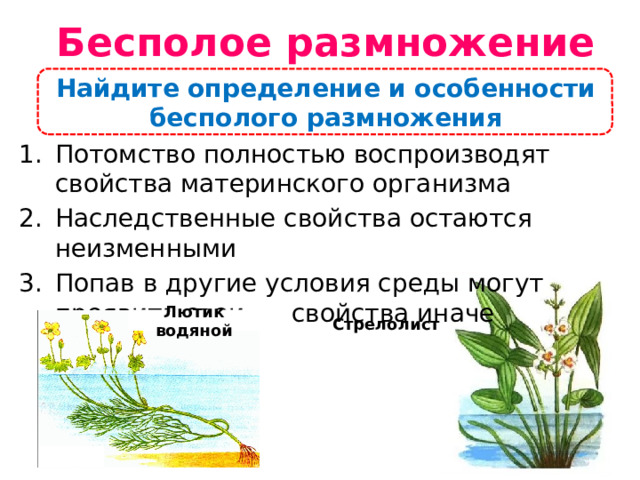 Бесполое размножение Найдите определение и особенности бесполого размножения Потомство полностью воспроизводят свойства материнского организма Наследственные свойства остаются неизменными Попав в другие условия среды могут проявить свои свойства иначе Лютик водяной Стрелолист  