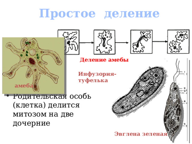 Простое деление Деление амебы Инфузория-туфелька амеба Родительская особь (клетка) делится митозом на две дочерние  Эвглена зеленая  
