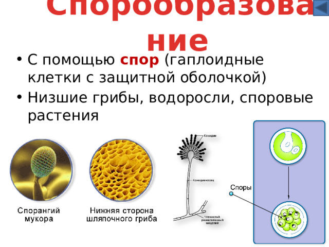 Спорообразование  С помощью спор (гаплоидные клетки с защитной оболочкой) Низшие грибы, водоросли, споровые растения 
