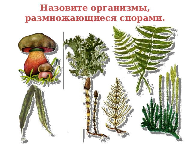 Назовите организмы, размножающиеся спорами.  