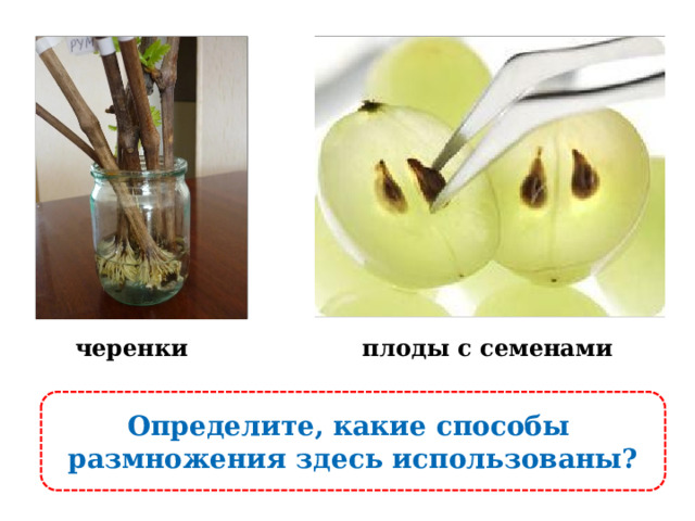 черенки плоды с семенами Определите, какие способы размножения здесь использованы? 