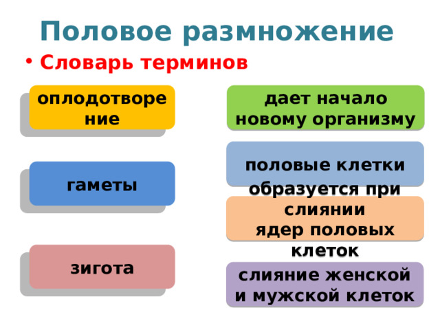 Половое размножение Словарь терминов оплодотворение дает начало новому организму половые клетки гаметы образуется при слиянии ядер половых клеток зигота слияние женской и мужской клеток 