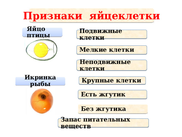 Признаки яйцеклетки Яйцо птицы Подвижные клетки Мелкие клетки Неподвижные клетки Крупные клетки Икринка рыбы По щелчку выберите признаки сперматозоида Есть жгутик Без жгутика Запас питательных веществ 10 