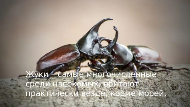 Жуки – самые многочисленные среди насекомых, обитают практически везде, кроме морей. 