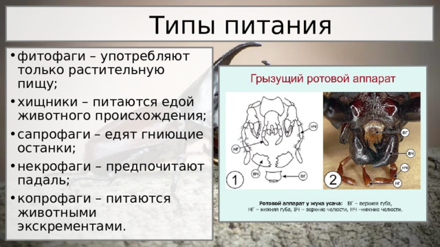  Типы питания фитофаги – употребляют только растительную пищу; хищники – питаются едой животного происхождения; сапрофаги – едят гниющие останки; некрофаги – предпочитают падаль; копрофаги – питаются животными экскрементами. 