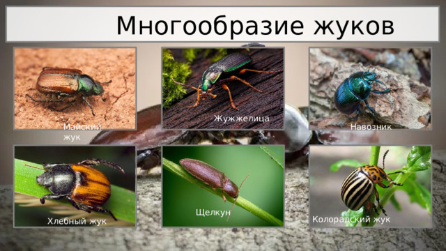 Майский жук  Многообразие жуков Жужжелица Навозник Щелкун Колорадский жук Хлебный жук 