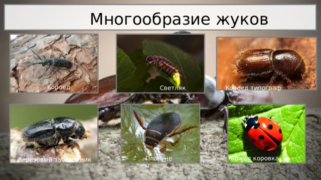 Плавунец  Многообразие жуков Короед Светляк Короед типограф Божья коровка Березовый заболонник 