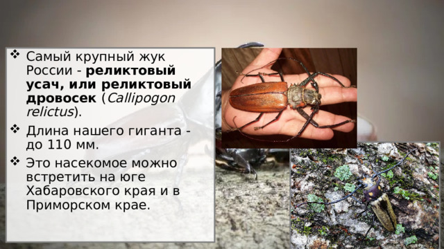 Самый крупный жук России -  реликтовый усач, или реликтовый дровосек  ( Callipogon relictus ). Длина нашего гиганта - до 110 мм. Это насекомое можно встретить на юге Хабаровского края и в Приморском крае. 