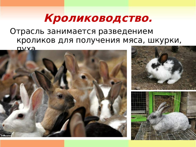 Кролиководство. Отрасль занимается разведением кроликов для получения мяса, шкурки, пуха. 