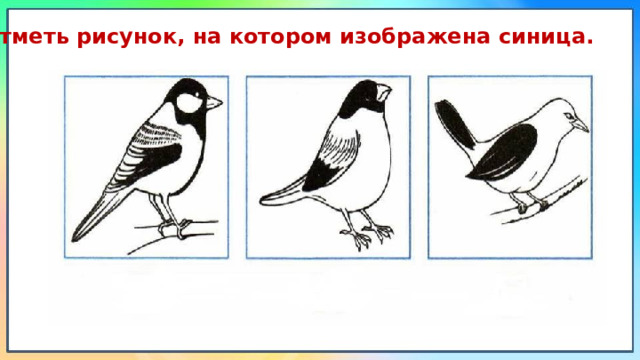 8. Отметь рисунок, на котором изображена синица. 
