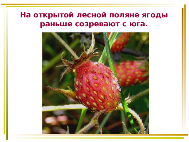 На открытой лесной поляне ягоды раньше созревают с юга. 