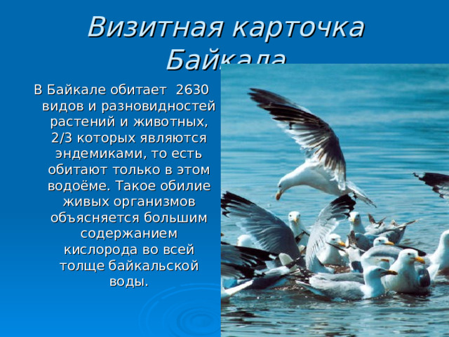 Визитная карточка Байкала В Байкале обитает 2630 видов и разновидностей растений и животных, 2/3 которых являются эндемиками, то есть обитают только в этом водоёме. Такое обилие живых организмов объясняется большим содержанием кислорода во всей толще байкальской воды. 