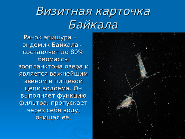 Визитная карточка Байкала Рачок эпишура – эндемик Байкала - составляет до 80% биомассы зоопланктона озера и является важнейшим звеном в пищевой цепи водоёма. Он выполняет функцию фильтра: пропускает через себя воду, очищая её. 