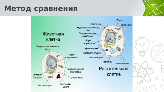  Метод сравнения В XVIII в. стал популярным сравнительный метод. В его основе лежит сопоставление и изучение схожих и различных черт живых организмов, их строения. Этот метод является основой систематики.  Благодаря ему открыто крупнейшее обобщение и создана клеточная теория. Этот метод популярен и в наше время. Сравнение - сопоставление организмов и их частей, нахождение черт сходства и различий (например , вы наблюдаете насекомых и замечаете, что у многих из них имеются чёрные и жёлтые полоски. Многие считают. Что все это пчёлы и осы, поэтому обращаются с ними осторожно. 5 