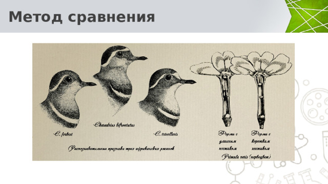  Метод сравнения 