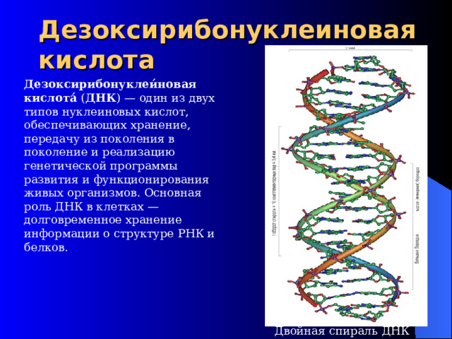 Дезоксирибонуклеиновая кислота   Дезоксирибонуклеи́новая кислота́ ( ДНК ) — один из двух типов нуклеиновых кислот, обеспечивающих хранение, передачу из поколения в поколение и реализацию генетической программы развития и функционирования живых организмов. Основная роль ДНК в клетках — долговременное хранение информации о структуре РНК и белков. Двойная спираль ДНК 