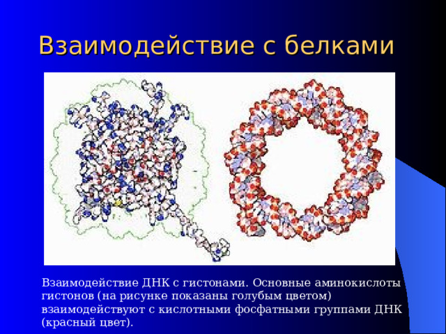 Взаимодействие с белками Взаимодействие ДНК с гистонами. Основные аминокислоты гистонов (на рисунке показаны голубым цветом) взаимодействуют с кислотными фосфатными группами ДНК (красный цвет). 