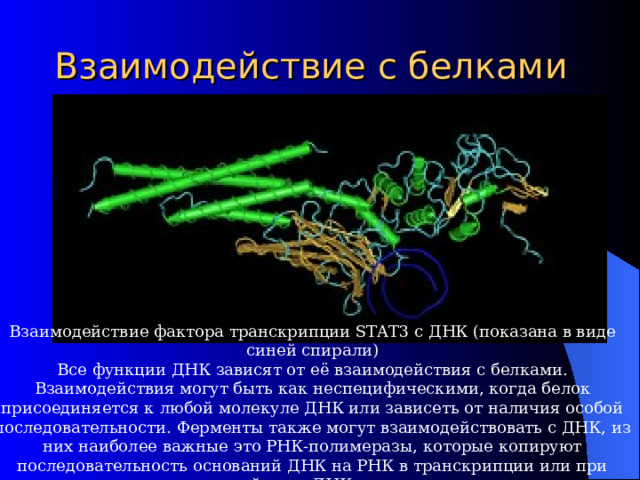 Взаимодействие с белками Взаимодействие фактора транскрипции STAT3 с ДНК (показана в виде синей спирали) Все функции ДНК зависят от её взаимодействия с белками. Взаимодействия могут быть как неспецифическими, когда белок присоединяется к любой молекуле ДНК или зависеть от наличия особой последовательности. Ферменты также могут взаимодействовать с ДНК, из них наиболее важные это РНК-полимеразы, которые копируют последовательность оснований ДНК на РНК в транскрипции или при синтезе новой цепи ДНК — репликации. 