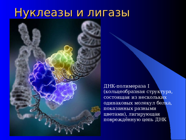 Нуклеазы и лигазы ДНК-полимераза I (кольцеобразная структура, состоящая из нескольких одинаковых молекул белка, показанных разными цветами), лигирующая повреждённую цепь ДНК 