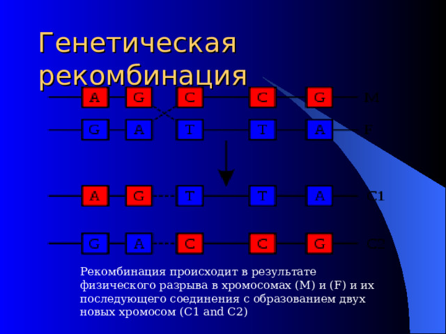 Генетическая рекомбинация Рекомбинация происходит в результате физического разрыва в хромосомах (М) и (F) и их последующего соединения с образованием двух новых хромосом (C1 and C2) 