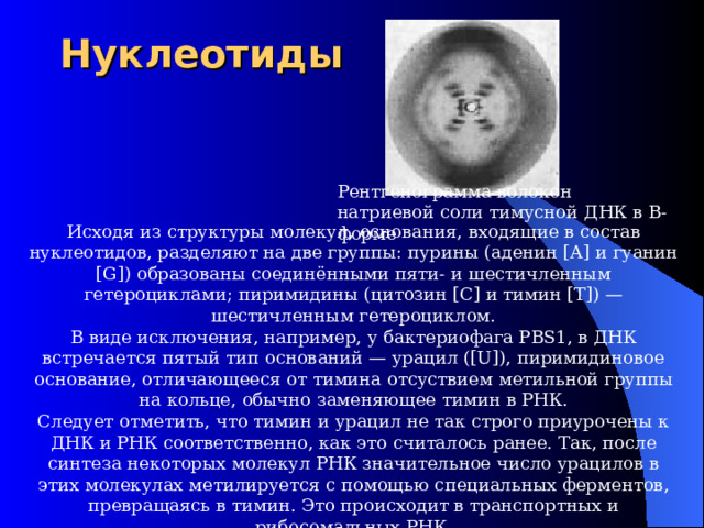 Нуклеотиды   Рентгенограмма волокон натриевой соли тимусной ДНК в B-форме Исходя из структуры молекул, основания, входящие в состав нуклеотидов, разделяют на две группы: пурины (аденин [A] и гуанин [G]) образованы соединёнными пяти- и шестичленным гетероциклами; пиримидины (цитозин [C] и тимин [T]) — шестичленным гетероциклом. В виде исключения, например, у бактериофага PBS1, в ДНК встречается пятый тип оснований — урацил ([U]), пиримидиновое основание, отличающееся от тимина отсуствием метильной группы на кольце, обычно заменяющее тимин в РНК. Следует отметить, что тимин и урацил не так строго приурочены к ДНК и РНК соответственно, как это считалось ранее. Так, после синтеза некоторых молекул РНК значительное число урацилов в этих молекулах метилируется с помощью специальных ферментов, превращаясь в тимин. Это происходит в транспортных и рибосомальных РНК. 