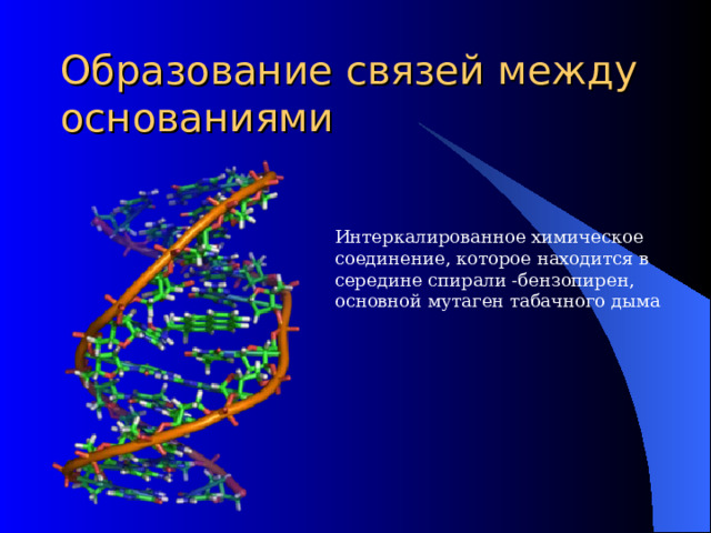 Образование связей между основаниями Интеркалированное химическое соединение, которое находится в середине спирали -бензопирен, основной мутаген табачного дыма 