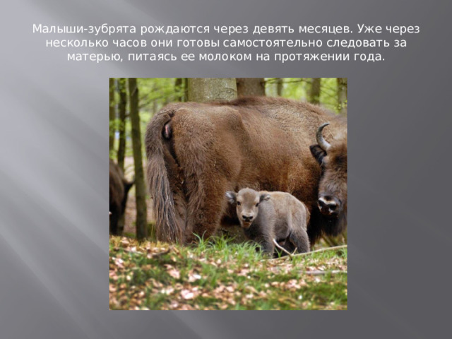 Малыши-зубрята рождаются через девять месяцев. Уже через несколько часов они готовы самостоятельно следовать за матерью, питаясь ее молоком на протяжении года. 
