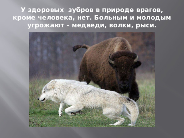 У здоровых зубров в природе врагов, кроме человека, нет. Больным и молодым угрожают – медведи, волки, рыси. 