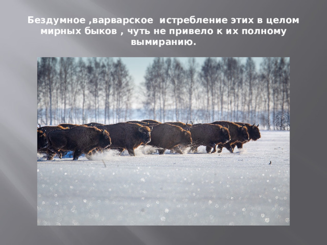 Бездумное ,варварское истребление этих в целом мирных быков , чуть не привело к их полному вымиранию. 
