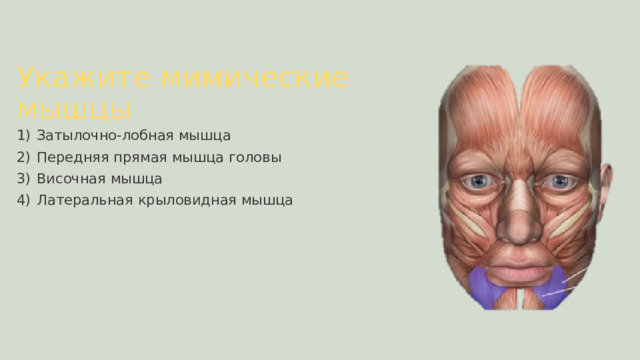 Укажите мимические мышцы Затылочно-лобная мышца Передняя прямая мышца головы Височная мышца Латеральная крыловидная мышца 