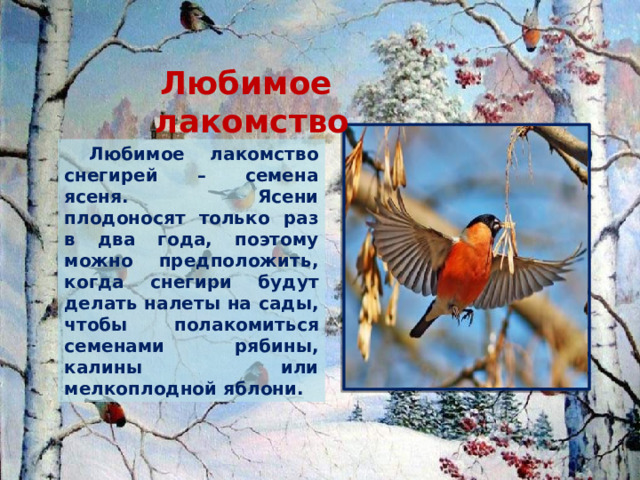  Любимое лакомство  Любимое лакомство снегирей – семена ясеня. Ясени плодоносят только раз в два года, поэтому можно предположить, когда снегири будут делать налеты на сады, чтобы полакомиться семенами рябины, калины или мелкоплодной яблони. 