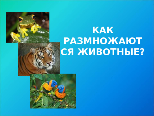 КАК РАЗМНОЖАЮТСЯ ЖИВОТНЫЕ?  