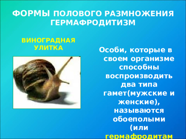 ФОРМЫ ПОЛОВОГО  РАЗМНОЖЕНИЯ  ГЕРМАФРОДИТИЗМ ВИНОГРАДНАЯ УЛИТКА Особи, которые в своем организме способны воспроизводить два типа гамет(мужские и женские), называются обоеполыми (или гермафродитами). 