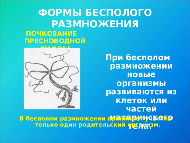 ФОРМЫ БЕСПОЛОГО РАЗМНОЖЕНИЯ ПОЧКОВАНИЕ ПРЕСНОВОДНОЙ ГИДРЫ  При бесполом размножении новые организмы развиваются из клеток или частей материнского тела. В бесполом размножении принимает участие только один родительский организм.  