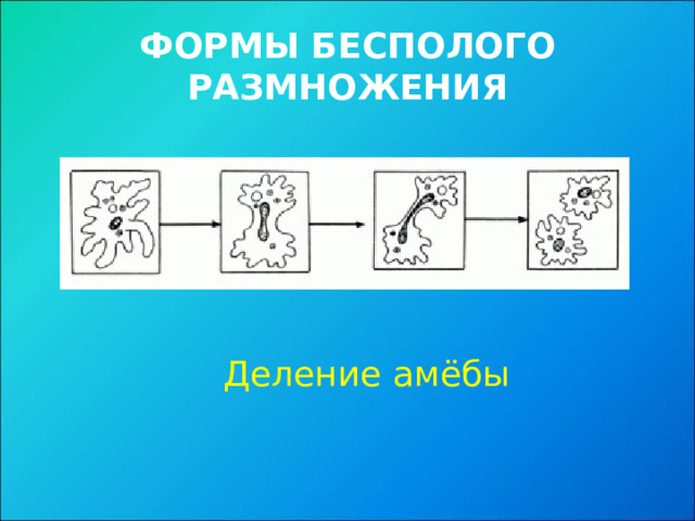 ФОРМЫ БЕСПОЛОГО РАЗМНОЖЕНИЯ Деление амёбы 