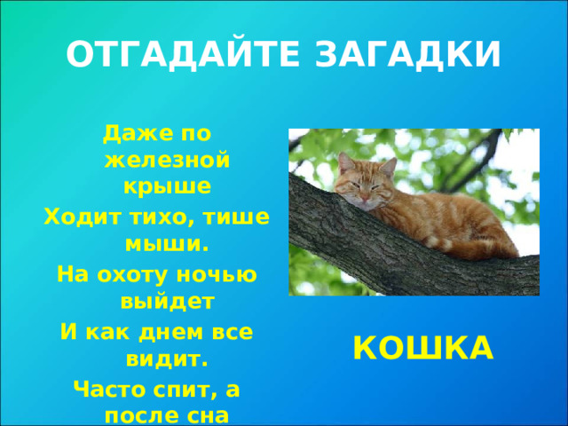 ОТГАДАЙТЕ ЗАГАДКИ Даже по железной крыше Ходит тихо, тише мыши. На охоту ночью выйдет И как днем все видит. Часто спит, а после сна Умывается она. КОШКА 