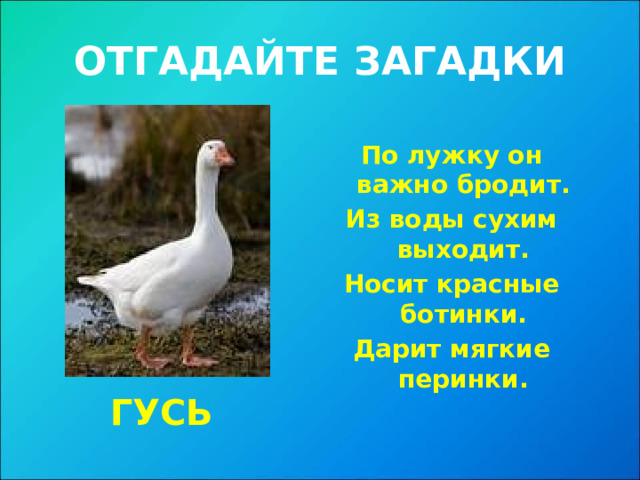 ОТГАДАЙТЕ ЗАГАДКИ По лужку он важно бродит. Из воды сухим выходит. Носит красные ботинки. Дарит мягкие перинки. ГУСЬ 