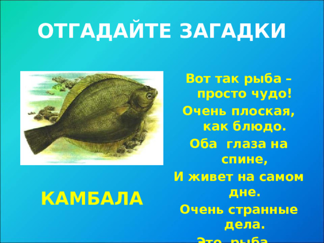 ОТГАДАЙТЕ ЗАГАДКИ Вот так рыба – просто чудо! Очень плоская, как блюдо. Оба глаза на спине, И живет на самом дне. Очень странные дела. Это рыба… КАМБАЛА  
