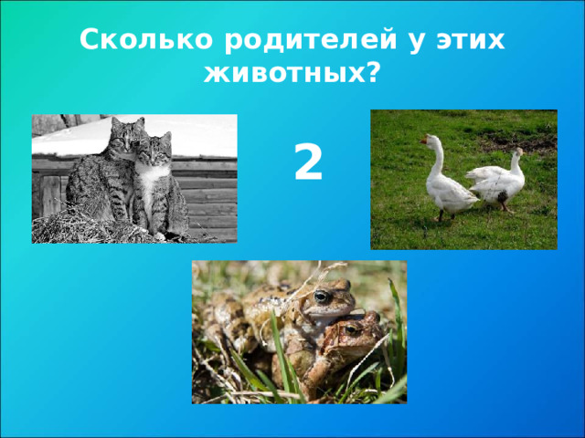Сколько родителей у этих животных? 2 
