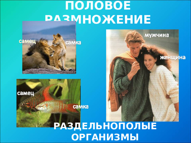 ПОЛОВОЕ РАЗМНОЖЕНИЕ РАЗДЕЛЬНОПОЛЫЕ ОРГАНИЗМЫ  