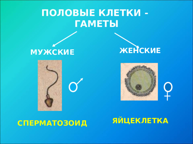 ПОЛОВЫЕ КЛЕТКИ -  ГАМЕТЫ ЖЕНСКИЕ       ЯЙЦЕКЛЕТКА МУЖСКИЕ       СПЕРМАТОЗОИД  