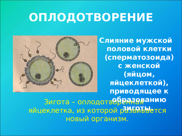 ОПЛОДОТВОРЕНИЕ Слияние мужской половой клетки (сперматозоида) с женской (яйцом, яйцеклеткой), приводящее к образованию зиготы. Зигота – оплодотворенная яйцеклетка, из которой развивается новый организм.  