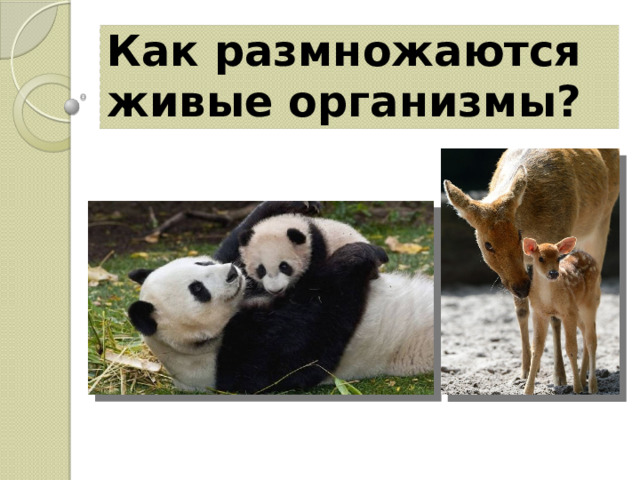 Как размножаются живые организмы? 