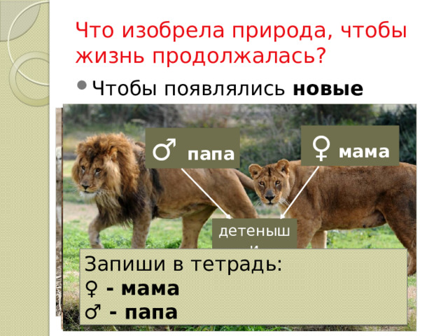 Что изобрела природа, чтобы жизнь продолжалась? Чтобы появлялись новые животные ♀  мама ♂ папа детеныши Запиши в тетрадь: ♀ - мама ♂ - папа 