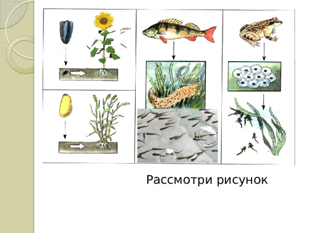 Рассмотри рисунок 