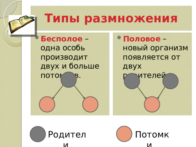 Типы размножения Половое – новый организм появляется от двух родителей. Бесполое – одна особь производит двух и больше потомков. Родители Потомки 